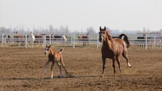 Anadolu Tarım İşletmesi'nde yetiştirilen taylardan 120'sinin bu yıl satılması planlanıyor