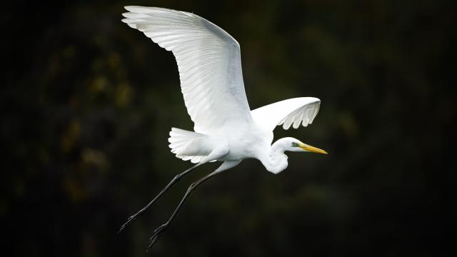 Uluabat Gölü’nde kışlayan balıkçıllar