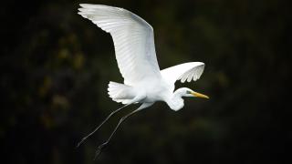 Uluabat Gölü’nde kışlayan balıkçıllar