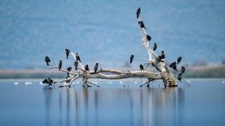 Uluabat Gölü, küçük karabatakların önemli yaşam alanları arasında yer alıyor