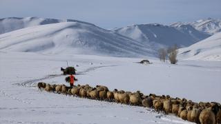 Van'da besiciler zorlu kış şartlarında hayvanlarının bakımını yapıyor