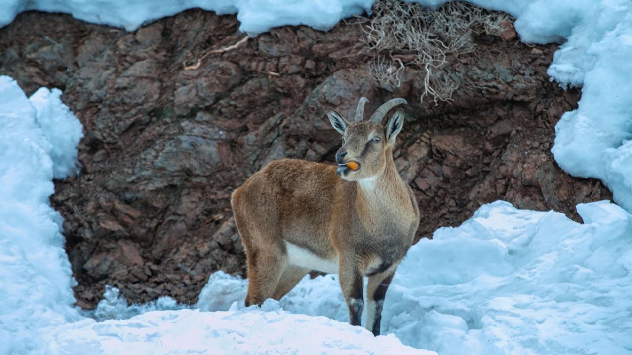 Adıyaman'da dağ keçileri için yem bırakıldı