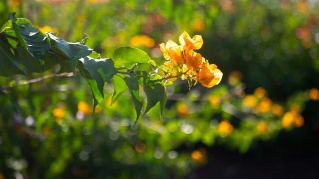 Antalya'nın "Begonvil Bahçesi" kış günlerine renk katıyor