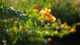 Antalya'nın "Begonvil Bahçesi" kış günlerine renk katıyor