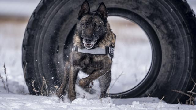Erzurum'da eğitilen köpekler Doğu Anadolu'daki asayiş ve operasyonel görevlerde kullanılacak