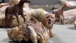 Kayseri'de bulunan dev hayvan fosillerinin minyatürleri yapılıyor