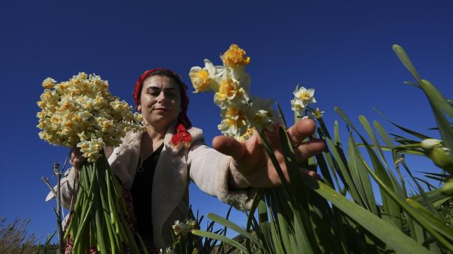 Karaburun'un kadınlarından aile bütçelerine "mis kokulu" destek