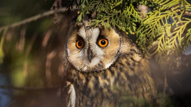 Van kırsalında kulaklı orman baykuşları kışı birlikte geçiriyor