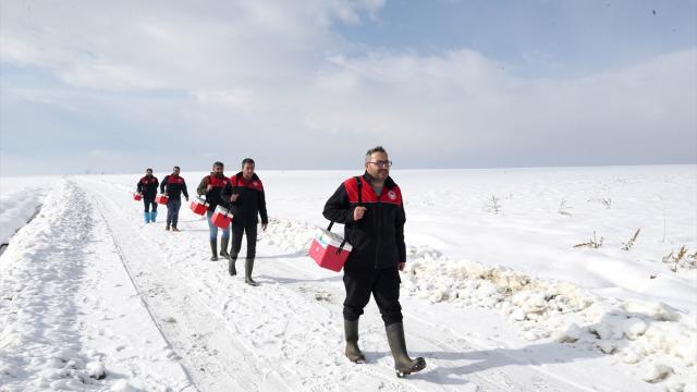 Muş'ta veteriner hekimler hayvanların sağlığı için karlı yolları aşıyor