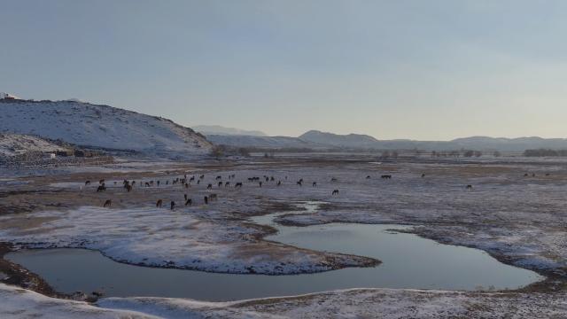Hürmetçi Sazlığı'ndaki yılkı atları