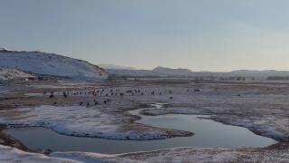 Hürmetçi Sazlığı'ndaki yılkı atları