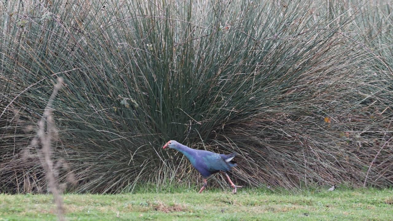 "UNESCO Doğal Miras Alanı statüsünde geçici listeye giren tek sulak alan"