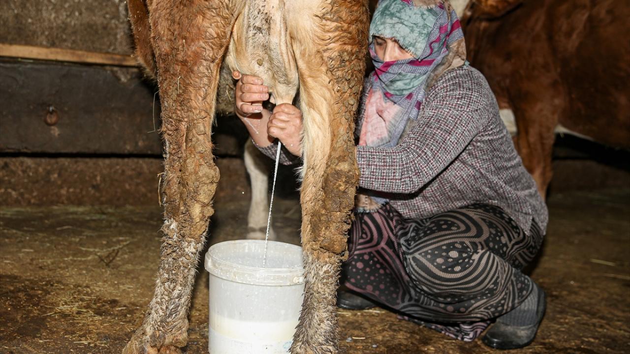 "Yılda ortalama 40 ton süt alıyoruz"