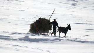 Ağrı'da besicilerin zorlu kış şartlarında geçim mücadelesi