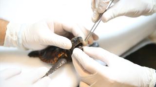 Yaralı bulunan caretta caretta yavrusu "Arda"nın iyileşmesi için yoğun mesai harcıyorlar