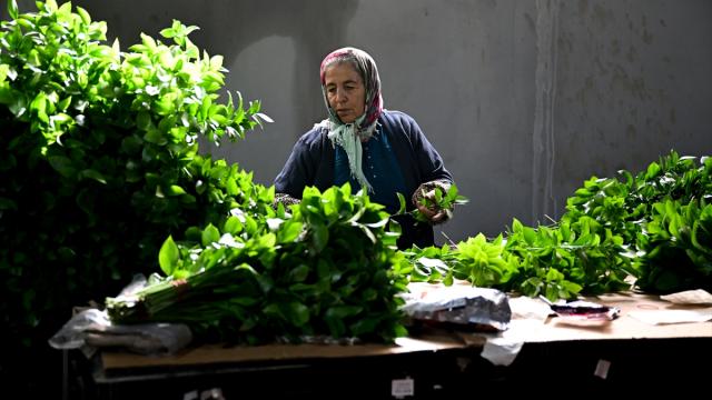 Çiçek sektöründe Sevgililer Günü yoğunluğu başladı