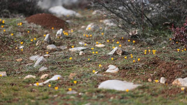 Karabük'te açan çiğdemler baharı müjdeledi