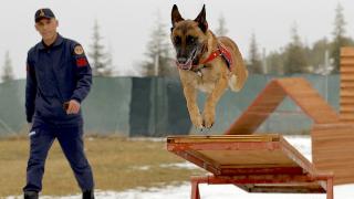 Afetlerin sessiz kahramanı: Sima