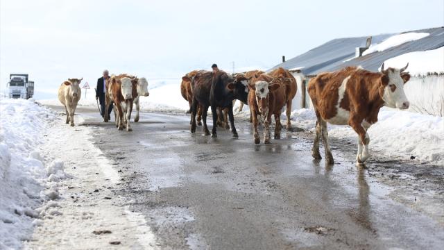 Erzurumlu geniş aile el birliğiyle çalışıp dede mesleği hayvancılığı büyüttü