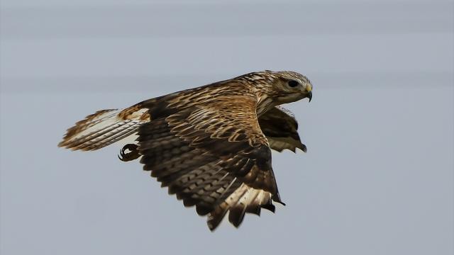 Karaman'da kızıl şahin görüntülendi