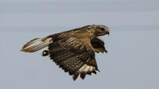 Karaman'da kızıl şahin görüntülendi