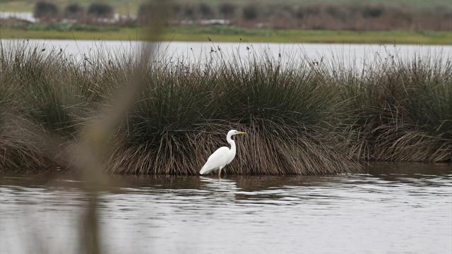 Kızılırmak Deltası zengin biyoçeşitliliği ile farklı türlere ev sahipliği yapıyor