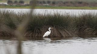 Kızılırmak Deltası zengin biyoçeşitliliği ile farklı türlere ev sahipliği yapıyor