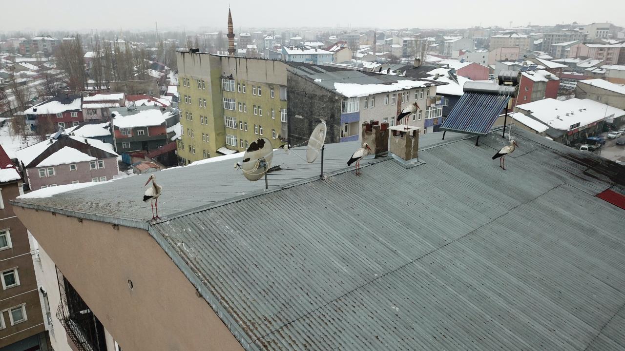 Ağrı'da kışın ortasında leylek sürprizi