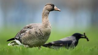 Göç yolunu şaşıran sakarca kazları İstanbul’da görüntülendi