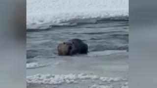 Kars Çayı'nda su samurlarının yemek arayışı kamerada