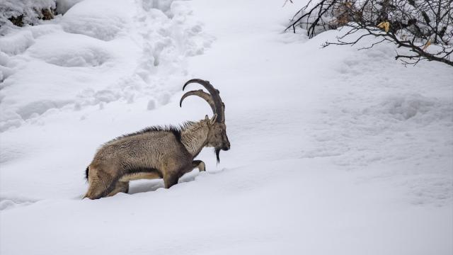 Tunceli'de kar ve soğuk hava yaban hayvanlarının yiyecek bulmasını zorlaştırıyor