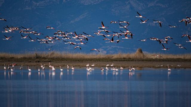 Yaban hayatının gözbebeği: Büyük Menderes Deltası