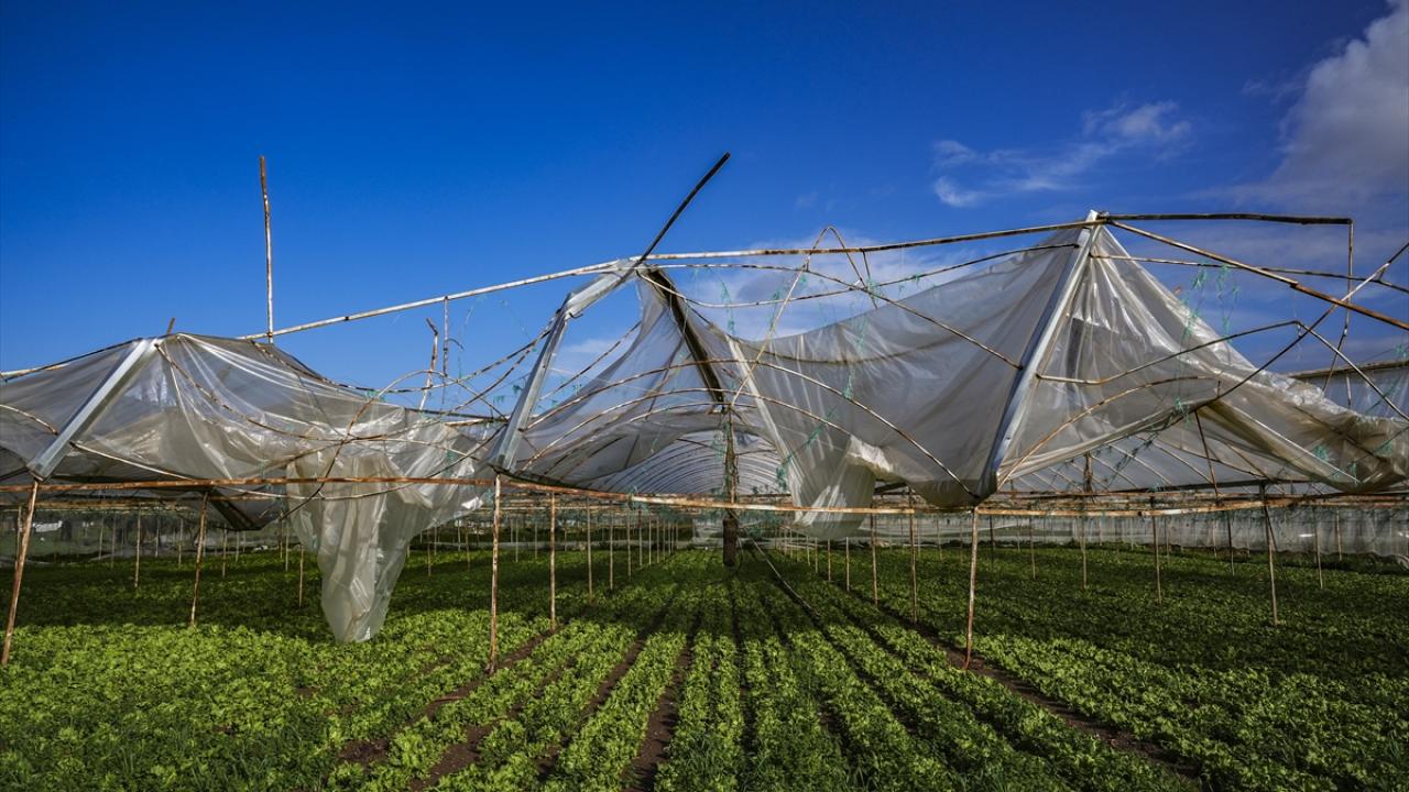 Sera üreticileri yaralarını sarmaya çalışıyor
