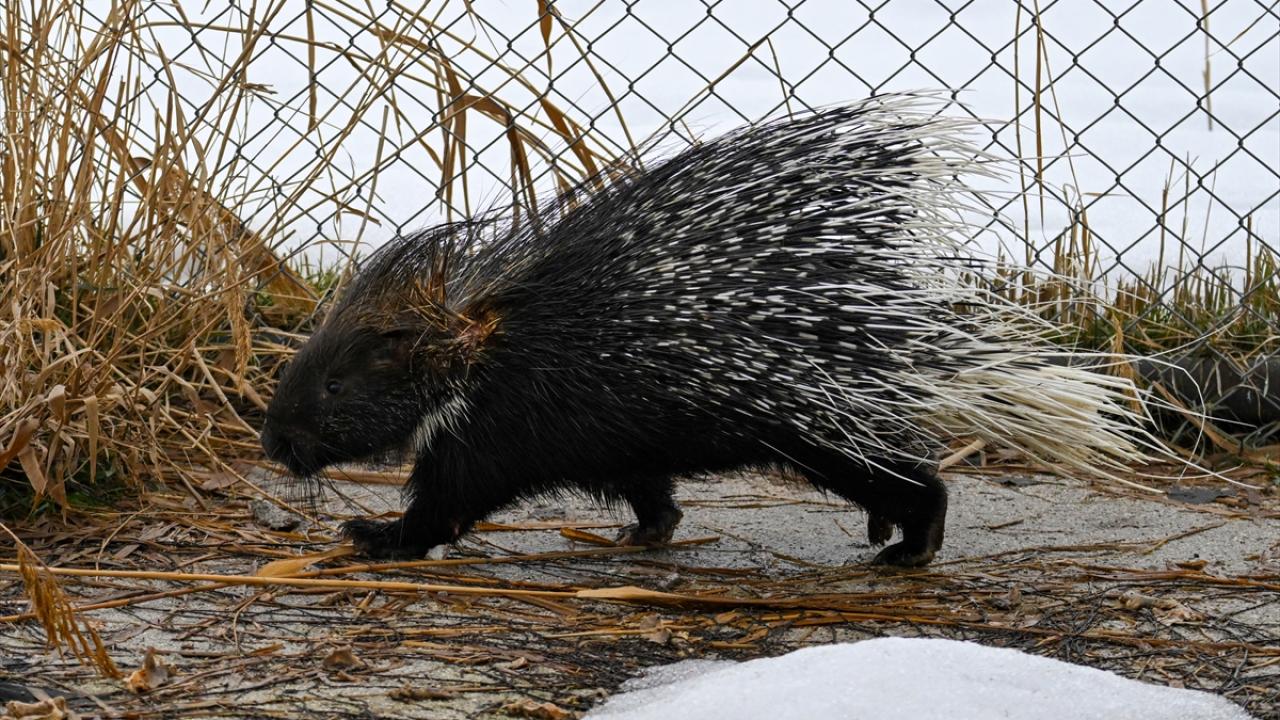"Bu hayvanlar nadir görünüyor"