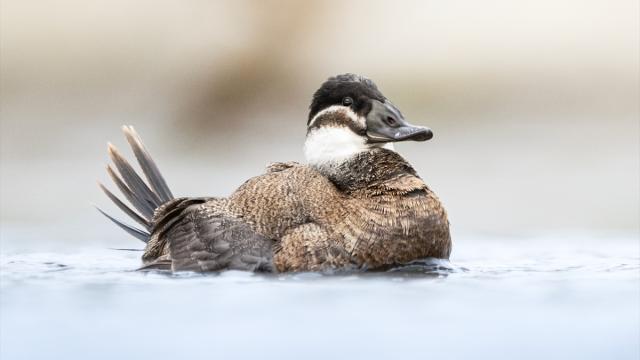Nesli tehlike altındaki dikkuyruk ördekleri Kocaeli’de görüntülendi