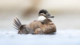 Nesli tehlike altındaki dikkuyruk ördekleri Kocaeli’de görüntülendi