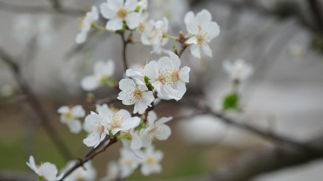 Seralar beyaza büründü: Erik ağaçları çiçek açtı