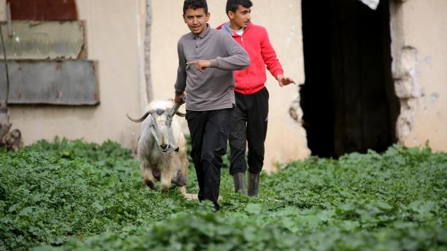 Soykırımcı İsrail ordusu, Filistinli çobanları tahliyeye zorladı