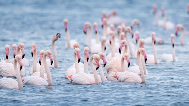Kocaeli Körfezi’nde flamingolar kıyılarda görüntülendi