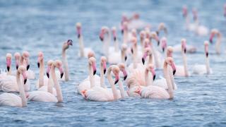 Kocaeli Körfezi’nde flamingolar kıyılarda görüntülendi