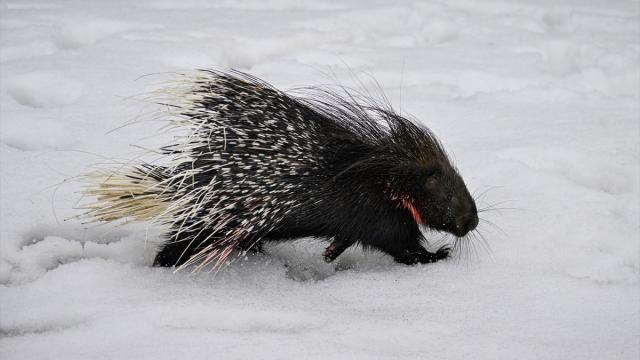 Doğada nadir görülen Hint oklu kirpi tedavi altına alındı