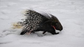 Doğada nadir görülen Hint oklu kirpi tedavi altına alındı