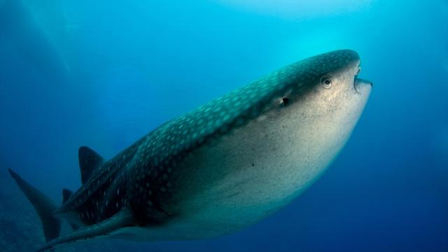Maldivler’de köpek balıkları dalış turizminin ilgi odağı oluyor