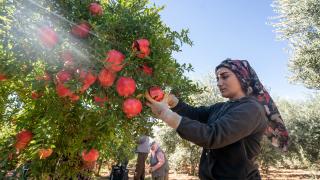 Gazipaşa çekirdeksiz narı için Avrupa Birliği'ne tescil başvurusu yapıldı