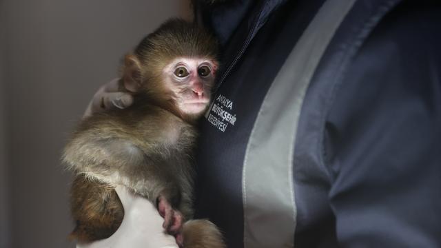 Uyuşturucu şüphelilerin elinden kurtarılan maymun yavrusu "Portakal"a özenle bakılıyor