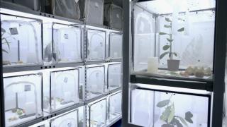 Fındık Araştırma Enstitüsü bu yıl 500 bin samuray arısı üretecek