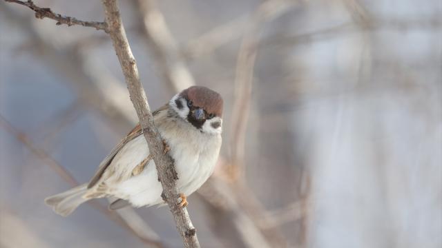Rusya'da serçe sayımı devam ediyor