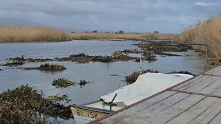 Su sümbülleri denize sürüklendi