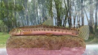 Türkiye'de her 3 tatlı su balığından biri tehlike altında