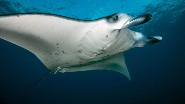 Farklı türlerdeki çok sayıda vatoz Maldivler'in su altı yaşamına renk katı